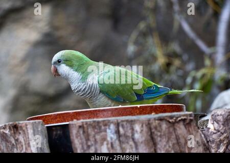 RÉPUBLIQUE TCHÈQUE, ZOO PRAHA - 11 JUIN 2020 : Monk parakeet (Myiopsitta monachus), Quaker perroquet. Tchèque: Papousek mnisi, andulka torry, mnisek sedy Banque D'Images