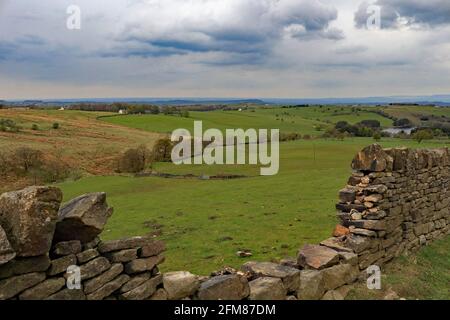 Le West Pennine Moors est un pays de moutons avec les champs marqués par le mur de pierre sèche, bien que celui-ci en dessous de la tour Darwen pourrait faire une réparation. Banque D'Images