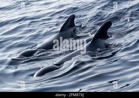 Baleine pilote à longue finale, Globicephale melas, détroit du Parc naturel de Gibraltar, Tarifa, province de Cadix, Espagne, Europe Banque D'Images