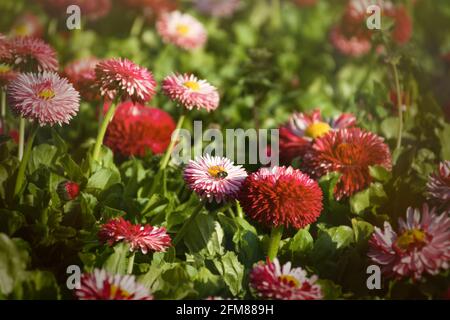 Bellis perennis jardin pâquerettes roses vivaces. Arrière-plan de ressort horizontal. Croissance de fleurs colorées dans un lit de fleurs. Plein format, lumière du soleil intense. A Banque D'Images