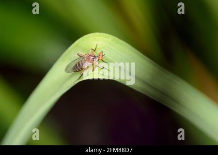 Empilis livida est une espèce de mouche de danse, dans la famille des mouches Empididae Banque D'Images