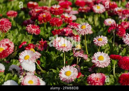 Bellis perennis jardin pâquerettes roses vivaces. Arrière-plan de ressort horizontal. Croissance de fleurs colorées dans un lit de fleurs. Plein format, lumière du soleil intense. A Banque D'Images