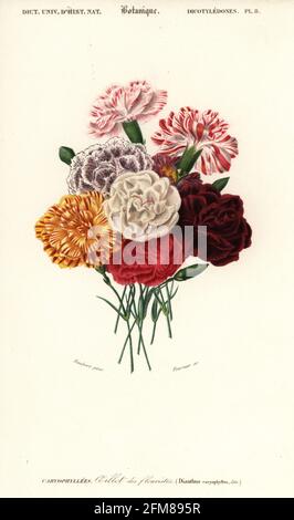 Groupe d'œillets, Dianthus caryophyllus. Oeillet des fleurs. Gravure faite à la main par Felicie Fournier d'après une illustration de Louis Joseph Edouard Maubert du Dictionnaire universel d'Histoire naturelle de Charles d'Orbigny, Paris, 1849. Banque D'Images