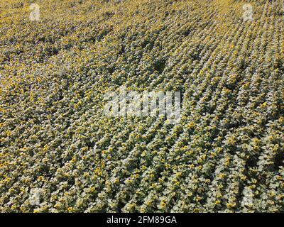 Champ de tournesol par jour ensoleillé, vue aérienne. Champ de ferme planté de tournesols, paysage agricole. Banque D'Images