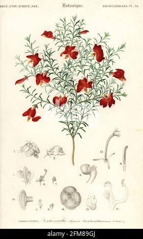 Leschenaultia rouge, Leschenaultia formosa, Australie occidentale. Leschenaulti elegante. Gravure en acier de couleur main du dictionnaire universel d'Histoire naturelle de Charles d'Orbigny, Paris, 1849.