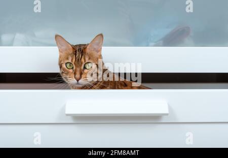 Le chat Bengale est assis dans un tiroir d'une commode blanche Banque D'Images