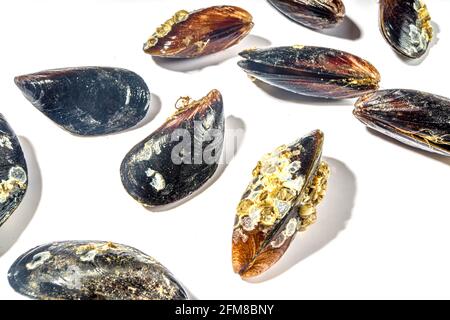 Moules de fruits de mer brutes isolées sur fond blanc, coquillages ouverts et fermés Banque D'Images