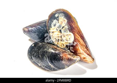 Moules de fruits de mer brutes isolées sur fond blanc, coquillages ouverts et fermés Banque D'Images