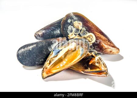 Moules de fruits de mer brutes isolées sur fond blanc, coquillages ouverts et fermés Banque D'Images