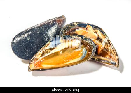 Moules de fruits de mer brutes isolées sur fond blanc, coquillages ouverts et fermés Banque D'Images