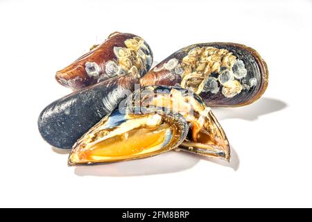 Moules de fruits de mer brutes isolées sur fond blanc, coquillages ouverts et fermés Banque D'Images