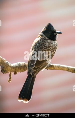 Un Bulbul à ventilation rouge assis sur une branche d'un arbre à Mumbai, en Inde Banque D'Images