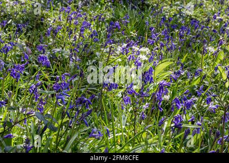 Host of Bluebells - plancher de bois à faible angle détail d'un tapis de fleurs de Bluebell (jacinthoides non-scripta) croissant dans le bois de chêne au printemps 2 Banque D'Images