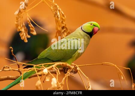 Un gros plan d'un Parakeet à anneaux roses (Psittacula krameri) dans une branche d'arbre. Banque D'Images