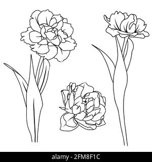 Illustration vectorielle d'une tulipe. Style Doodle. Convient pour la conception, l'impression, la décoration, les textiles, le papier et les colorants. Illustration de Vecteur