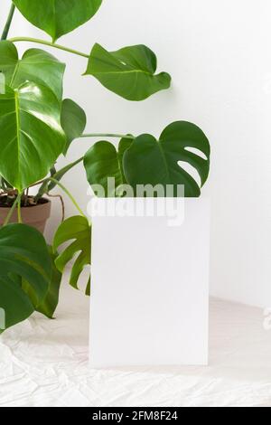Décoration maison maquette, feuille de carton blanc vierge, fleur verte Monstera Banque D'Images