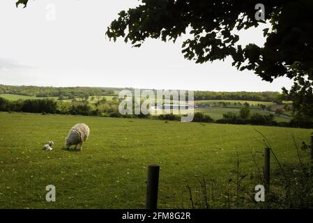 Jody Scheckter sur sa ferme Laverstoke Park dans le Hampshire photo David Sandison Banque D'Images