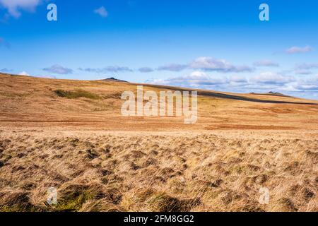 Oui Tor, à gauche, et West Mill Tor, à droite, vu de la vallée de l'East Okement River, parc national de Dartmoor, Devon, Angleterre, Royaume-Uni Banque D'Images