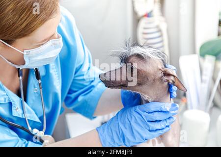 Femme d'âge moyen vétérinaire examine le chien. Cabinet du médecin. . Cabinet du médecin. Banque D'Images