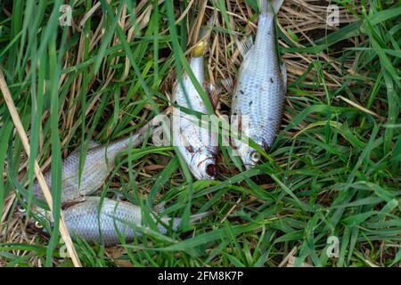 Petits poissons morts dans l'herbe Banque D'Images