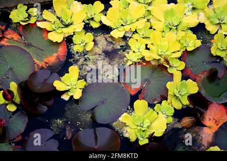 Nénuphars, fleurs et feuilles flottant dans un petit étang Banque D'Images
