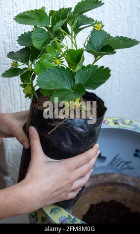 Plantules de fraise dans les mains des femmes. Fraise pour planter dans un pot Banque D'Images