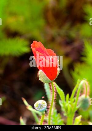 Les rhoeas de Papaver ou la fleur de pavot rouge s'ouvrent de près Banque D'Images