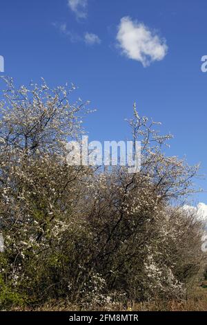 Blackthorn en fleur dans une ruelle de campagne - la beauté d'un hedgerow anglais au début du printemps. Banque D'Images