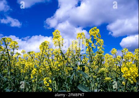 Wendover, Buckinghamshire, Royaume-Uni. 7 mai 2021. Soleil chaud et ciel bleu sur les champs de fleurs de colza jaune dans les Chilterns qui est une région de beauté naturelle exceptionnelle. Les récentes précipitations ont été très nécessaires sur les terres agricoles. Crédit : Maureen McLean/Alay Live News Banque D'Images