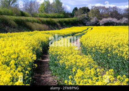 Wendover, Buckinghamshire, Royaume-Uni. 7 mai 2021. Soleil chaud et ciel bleu sur les champs de fleurs de colza jaune dans les Chilterns qui est une région de beauté naturelle exceptionnelle. Les récentes précipitations ont été très nécessaires sur les terres agricoles. Crédit : Maureen McLean/Alay Live News Banque D'Images