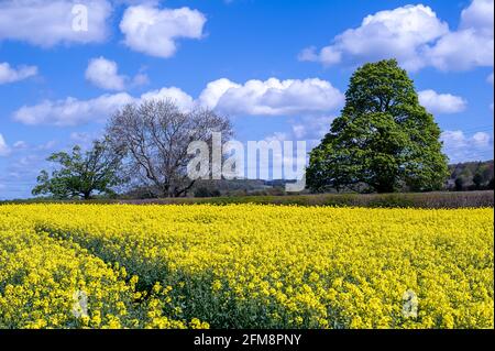 Wendover, Buckinghamshire, Royaume-Uni. 7 mai 2021. Soleil chaud et ciel bleu sur les champs de fleurs de colza jaune dans les Chilterns qui est une région de beauté naturelle exceptionnelle. Les récentes précipitations ont été très nécessaires sur les terres agricoles. Crédit : Maureen McLean/Alay Live News Banque D'Images