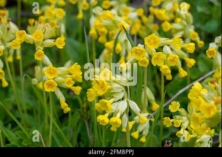 Wendover, Buckinghamshire, Royaume-Uni. 7 mai 2021. Fleurs sauvages de cow-slide dans les Chilterns qui est un secteur de beauté naturelle exceptionnelle. Les récentes pluies ont été très nécessaires sur les terres agricoles . Crédit : Maureen McLean/Alay Live News Banque D'Images