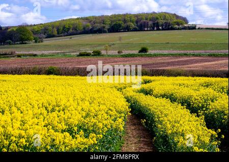 Wendover, Buckinghamshire, Royaume-Uni. 7 mai 2021. Soleil chaud et ciel bleu sur les champs de fleurs de colza jaune dans les Chilterns qui est une région de beauté naturelle exceptionnelle. Les récentes précipitations ont été très nécessaires sur les terres agricoles. Crédit : Maureen McLean/Alay Live News Banque D'Images