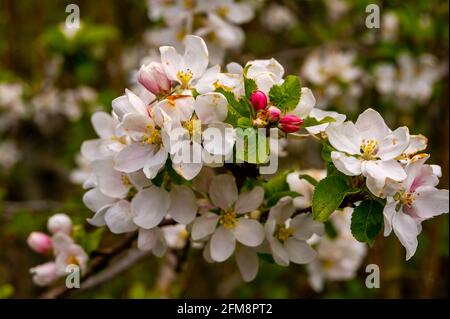 Wendover, Buckinghamshire, Royaume-Uni. 7 mai 2021. Jolie fleur de printemps dans les Chilterns qui est un secteur de beauté naturelle exceptionnelle. Les récentes pluies ont été très nécessaires sur les terres agricoles . Crédit : Maureen McLean/Alay Live News Banque D'Images