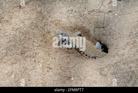 Agama papillon ou lézard à petite échelle ou à terre dans le terrier sur le sable au parc national de Khao Sam Roi Yot, bandes orange et noires sur le jaune Banque D'Images