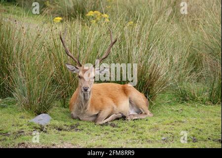 Cerf rouge couché face à l'appareil photo Banque D'Images