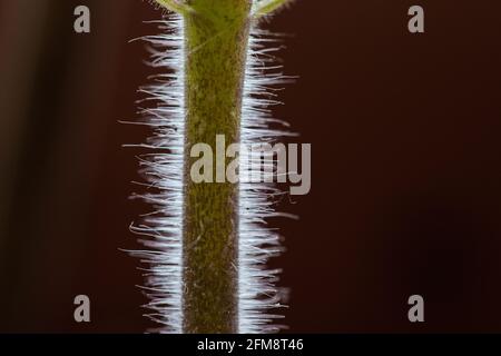 Macro de tige de plante de tomate moelleuse. Banque D'Images