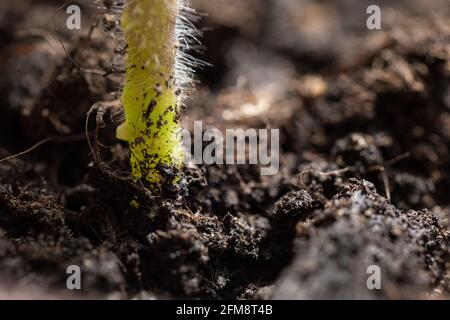 Macro de tige de plante de tomate moelleuse. Banque D'Images