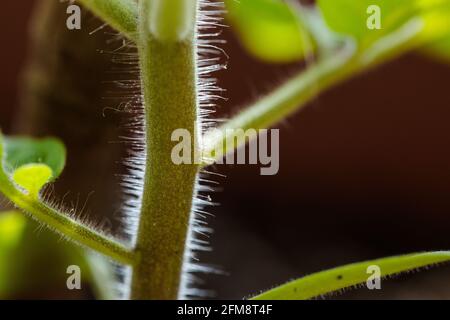 Macro de tige de plante de tomate moelleuse. Banque D'Images