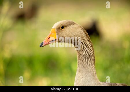 Une oie est un oiseau de l'une des espèces de sauvagine de la famille des Anatidae. Ce groupe comprend les genres Anser et Branta. Quelques autres oiseaux, la plupart Banque D'Images