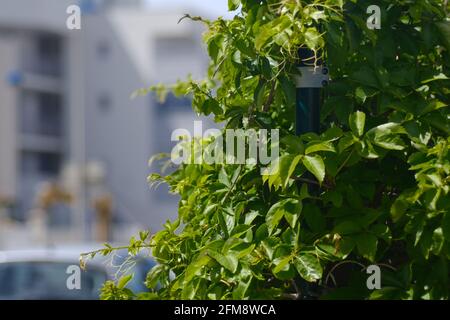 Plantes vertes à Palavas les Flots, près de Carnon Plage et Montpellier, Occitaine, sud de la France Banque D'Images