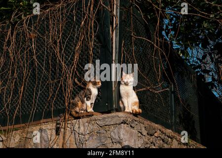 Deux chats sur un mur élevé se baignant de soleil. Les chats savent comment obtenir des vitamines D en prenant un bain de soleil. Banque D'Images