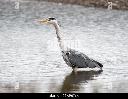 Héron cendré (Ardea cinerea) Banque D'Images