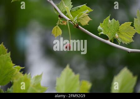 Feuilles vertes sur les branches d'arbres Banque D'Images