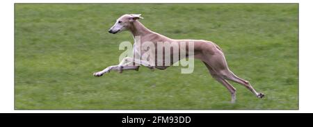 Photocall pour le lancement national du plus grand salon canin sur Terre - CRUFTS se tiendra au NEC Birmingham du 4 au 7 mars. Azawakh, CHIEN de race originaire d'Afrique, élevé pour la vitesse et la puissance de séjour dans un climat chaud intondement, propriété de M Goodman de LeominsterPic David Sandison 24/2/2004 Banque D'Images