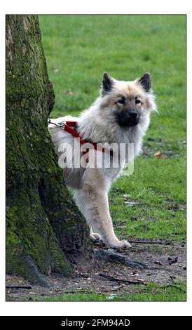 Photocall pour le lancement national du plus grand salon canin sur Terre - CRUFTS qui se tiendra au NEC Birmingham du 4 au 7 mars. Deux chiens Eurasier élevés en Europe et en Asie est un croisement entre un Chow et un Spitz, Propriété de Stacey Watkins de Romford.pic David Sandison 24/2/2004 Banque D'Images