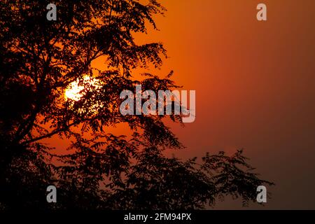 coucher de soleil rouge derrière les silhouettes des arbres Banque D'Images