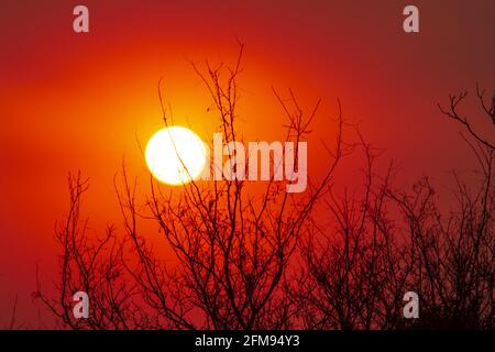 coucher de soleil rouge derrière les silhouettes des arbres Banque D'Images