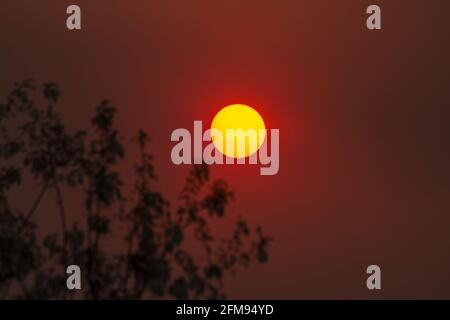 coucher de soleil rouge derrière les silhouettes des arbres Banque D'Images