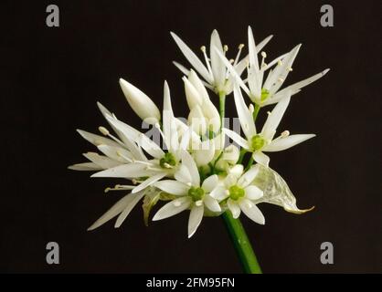 Ramson ou Wild Garlic fleurs dans les bois du Royaume-Uni. Le plancher de la forêt est souvent un tapis de ces fleurs blanches mélangées à Bluebells Banque D'Images
